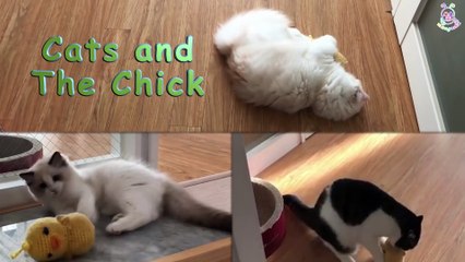 Cats (Lily, Cupcake & Maru) & The Yellow Chick Toy