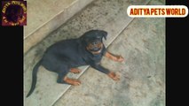 Rottweiler growth journey 1st part  || aditya pets world ||
