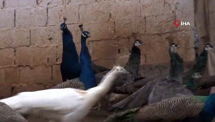 Bu kuşların çifti 5 bin liraya kadar satılıyor