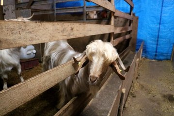 Bu keçileri görenler, kuaförden çıktıklarını düşünüyor