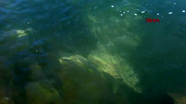 Tunceli pülümür çayına elektrik verdiler, balıkları telef ettiler