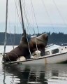 Un bateau se fait envahir par deux lions de mer !