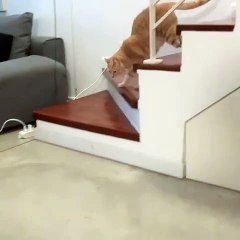 شاهد: قطة بأطراف صناعية تتحول إلى نجمة على التواصل الاجتماعي لهذا السب