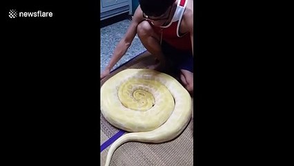 Sss-sleepy head! Large albino python has to be woken up