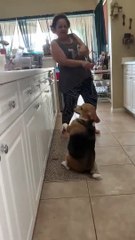 Ce chien adore danser avec sa maîtresse