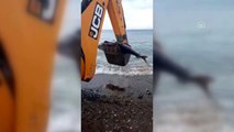 Yaklaşık 2 metrelik ölü orkinos sahile vurdu
