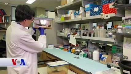 Uzaya Gönderilen Süper Farelerle Kas Kaybına Çözüm Aranıyor