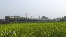 Three EMU Local train through yellow mustard field in a windy cold morning || Eastern railway