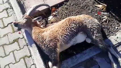 Karayoluna inen dağ keçisine otomobil çarptı