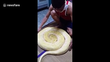 Endormi ce serpent géant fait un gros rond sur lui même