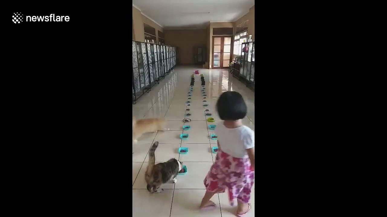 Nourrir 30 chats d'un coup dans un refuge pour animaux