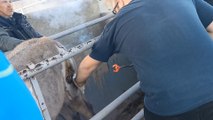 Saint-Laurent d'Aigouze : marquage des poulains à la manade Fourmaud