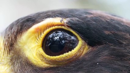 Natural World - Peregrine Falcons