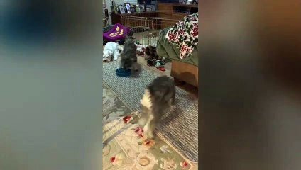 19 Dogs That Don't Shed _ Funny Pet Videos