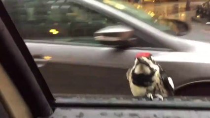 Cet oiseau fait un tour de voiture gratuitement... taxi!!!!