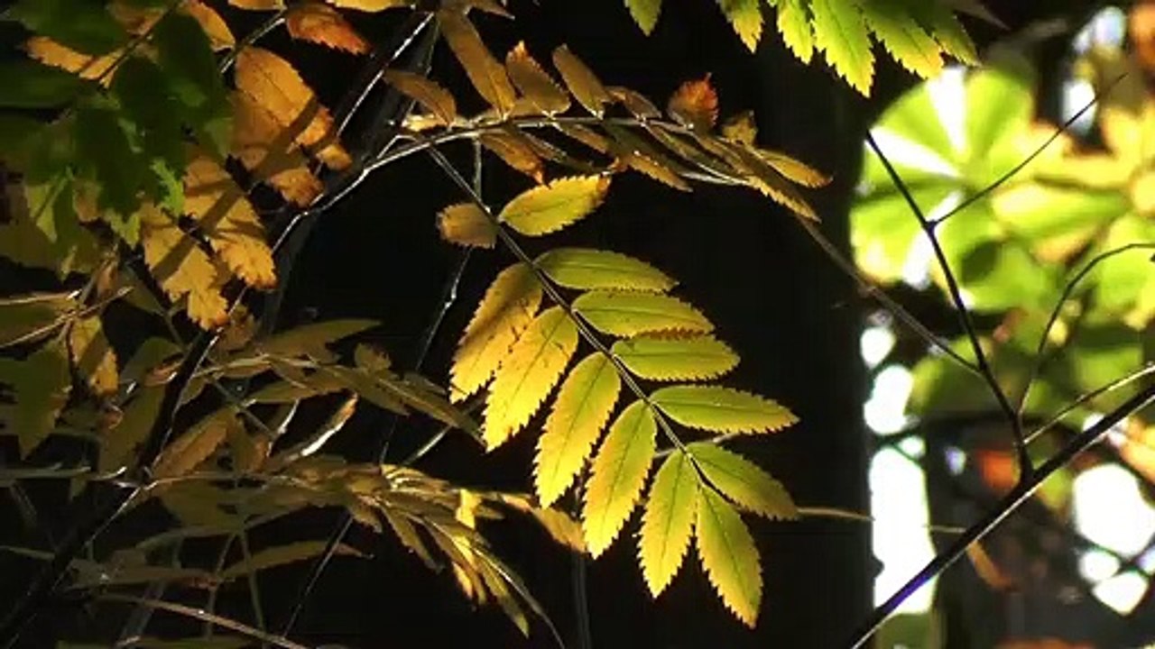 Autumn Leaf - 28933