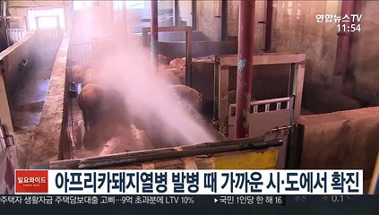 아프리카돼지열병 발병 때 가까운 시·도에서 확진