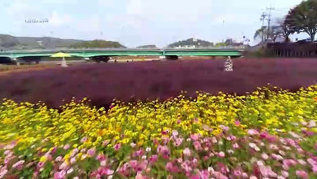 [UHD 다큐 풍경] 노랗게 물든 자연 친화 도시…장성