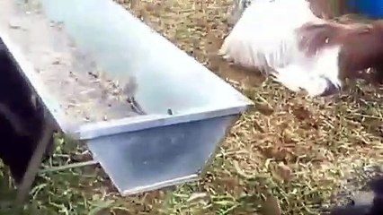 Oglak videosu minik sevimli oglaklar oglak sesi keci yavrulari sesi melemesi