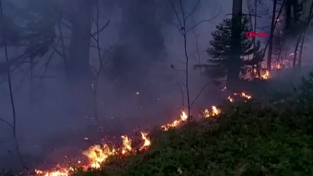 Bursa-uludağ erikli yaylası'nda orman yangını