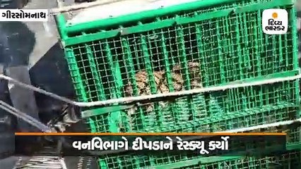 તાલાલાના સેમરવાવ ગામમાં દીપડો મકાનમાં ઘૂસ્યો, 2 બકરાનું મારણ કર્યું, 5 લોકોનો બચાવ