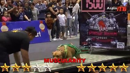 Doberman VS Pitbull - Pitbull VS Doberman - Aspin