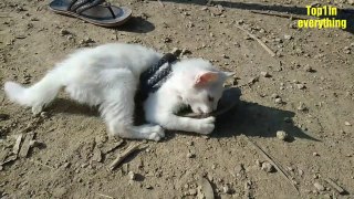 Funny Kitten Stuck in the Shoe | funny kitten videos | Funny cat videos