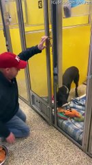Shelter Dogs Given Cheeseburgers for Dinner