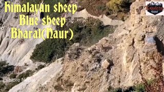 The blue -sheep Nepal | अन्नपुर्ण पदयात्रा रोमान्चक बनाउन देखिने नाउर