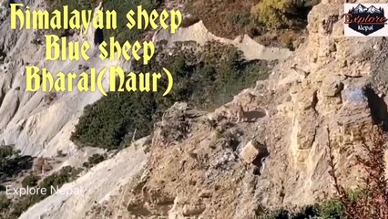 The blue -sheep Nepal | अन्नपुर्ण पदयात्रा रोमान्चक बनाउन देखिने नाउर