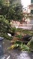 Andria: albero cade dopo tromba d'aria