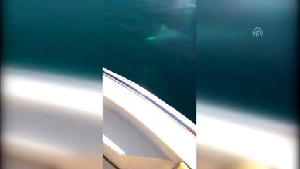 Antalya'da oltaya "kum köpek balığı" takıldı