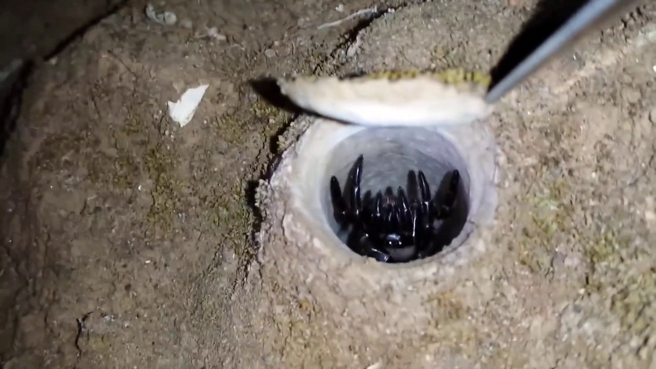 Ce qui se cache dans ce trou est terrifiant