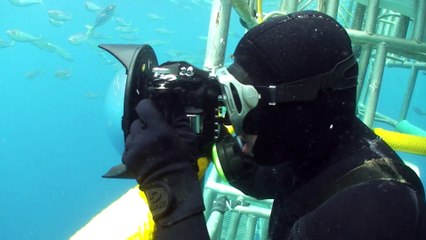 Sharks Documentary Trailer