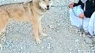 Tik tok funny vedio with wolf