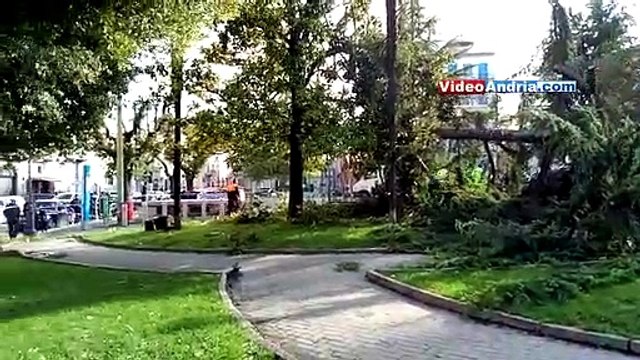 Andria: tecnici al lavoro dopo caduta albero in Piazza Umbero I