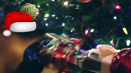 How Funny Cat Merry Christmas with Their Owner || Top Funny Cats Video