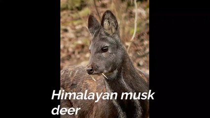 कस्तूरी मृग के  विषय मे रोचक तथ्य | kasturi mrig ke vishay me rochak tathya | musk deer