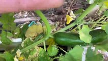 Growing cucumbers in small area at home