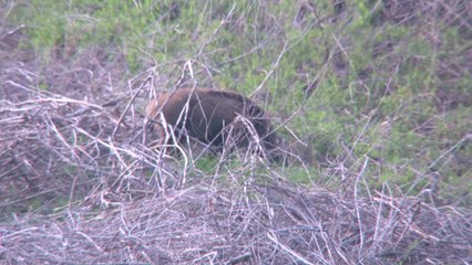 파주에서 아프리카돼지열병 2건 확진 / YTN