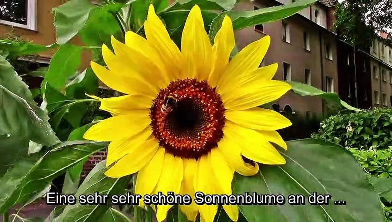 Die Sonnenblume und die Hummel