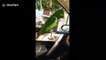 Parrot rides in car with customised window perch