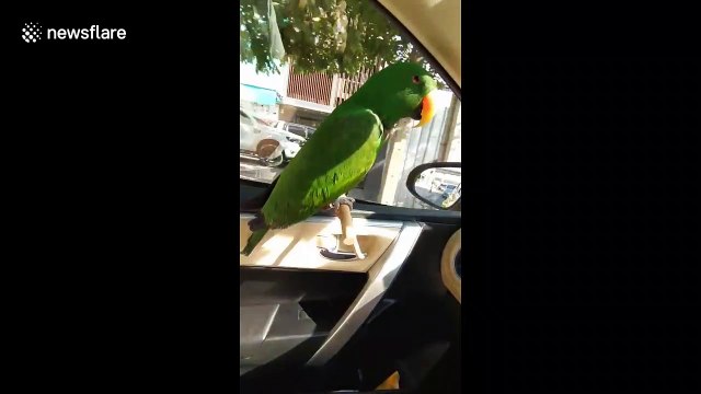 Parrot rides in car with customised window perch