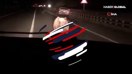 Artvin'de yola inen ayıya otomobil çarptı