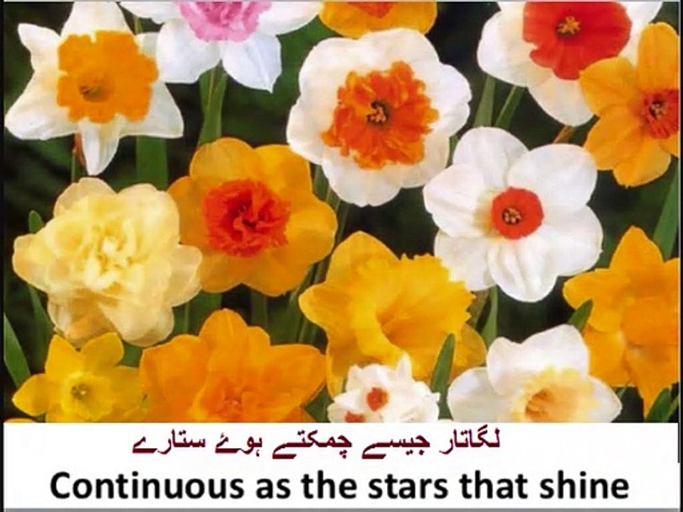 Aao English Seekhein, class 9 Unit 5.2, Daffodils poem