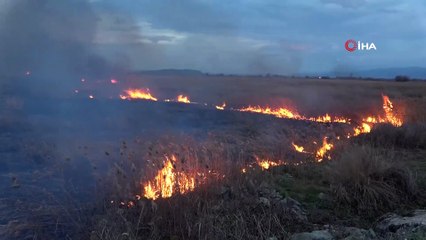 Sazlık yangınında mandalar telef oldu