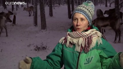 Lappland: Klimawandel macht Rentierzüchtern zu schaffen