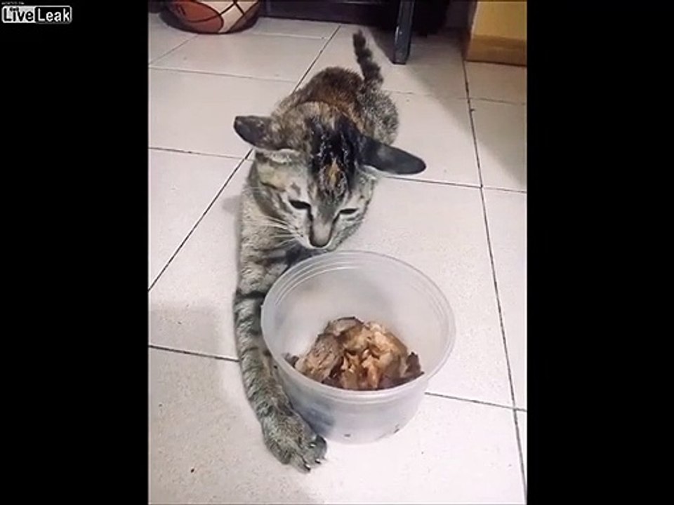 Rien ! Ce chaton ne veut rien manger ! Vidéo Dailymotion