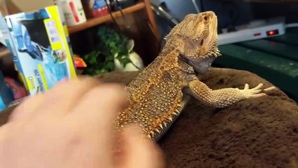 TRY NOT to LAUGH. Animals Funny Pet FAILS Compilation