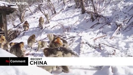 Legalább a pandáknak lesz idén fehér karácsonyuk